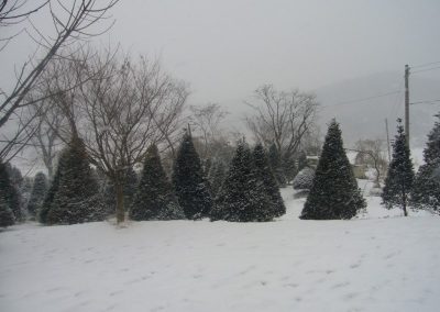 garden-winter-2010-14