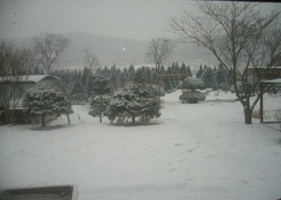 garden-winter-2011-13