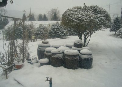 garden-winter-2011-15